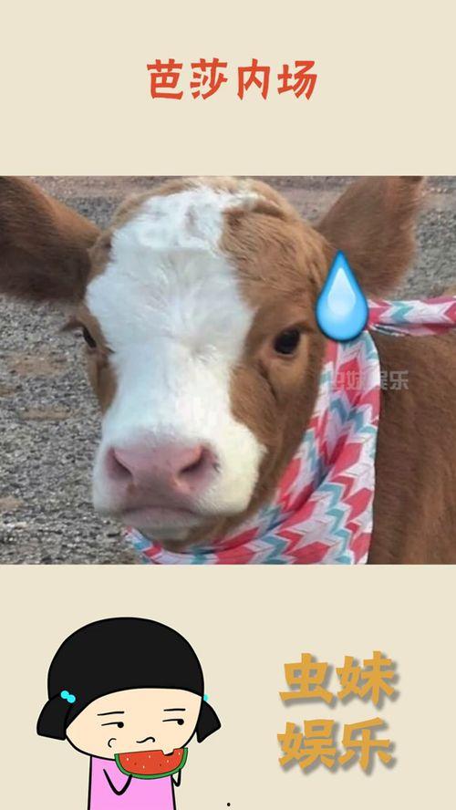 娱乐吃瓜酱作品,揭秘娱乐圈那些不为人知的幕后故事