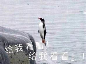 娱乐吃瓜君王鸥