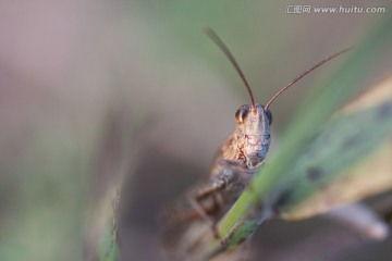 蚂蚱资料,生态平衡中的小小英雄